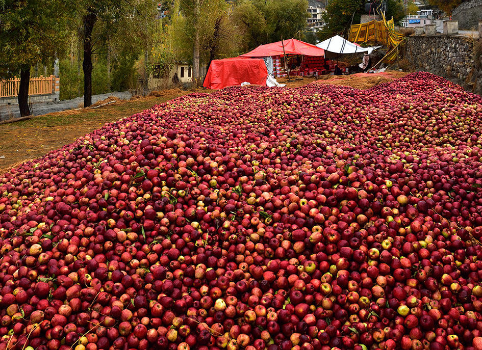 Packing-of-freshly-selected-apples-at-Hunza.jpg