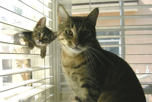 kitten-and-mother.jpg