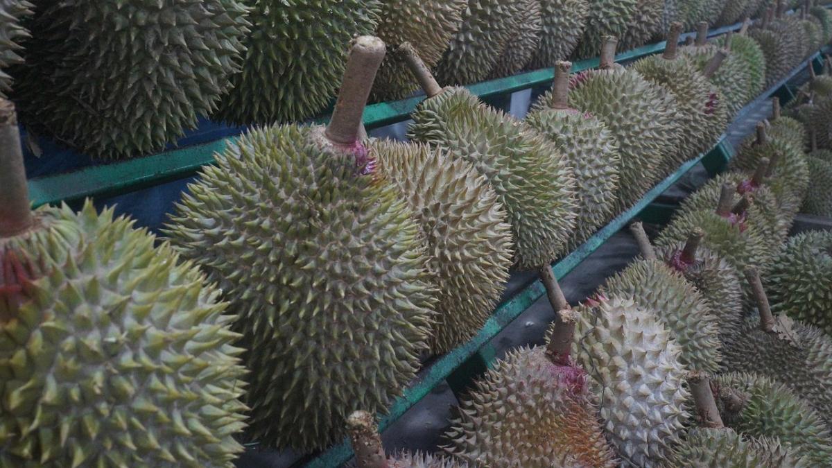 durian-fruit-gcf0b723a4_1280.jpg