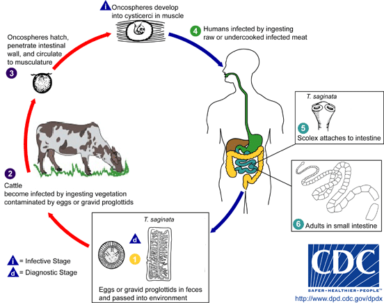 Taenia_saginata_LifeCycle.gif