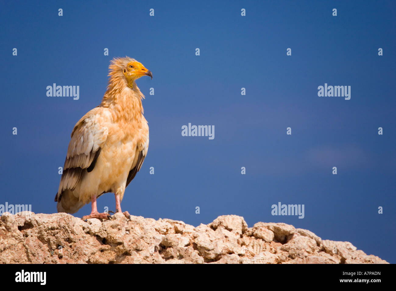 socotran-eagle-socotra-island-yemen-A7PADN.jpg