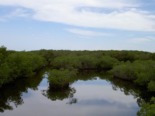 Mangroves,+Indus+delta,+Sindh.jpg