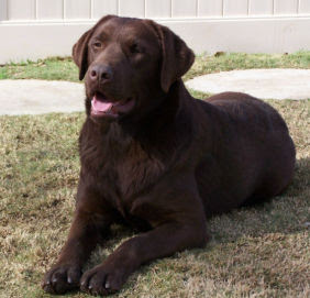 labrador_chocolate_fiesta_1.jpg