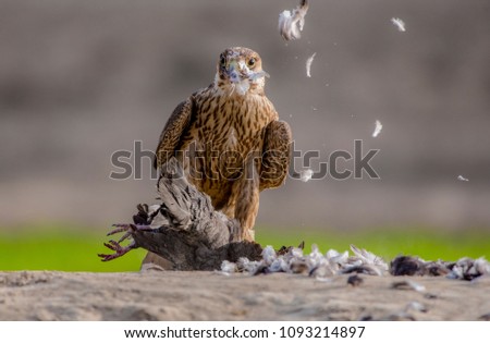 stock-photo-falcon-with-prey-pakistan-1093214897.jpg