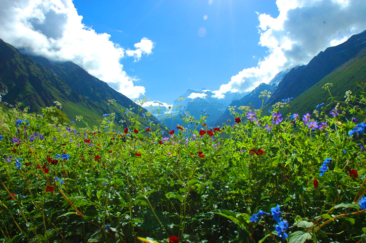 content_c6-Image-by-Prashant-Ram.-Valley-of-Flowers-National-Park.-Uttarakhand_-India.-.jpg