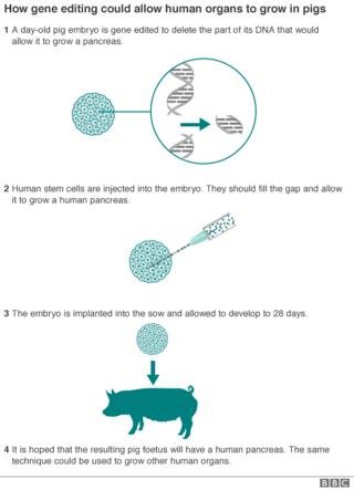 _89891412_pig_gene_editing_624-2.png