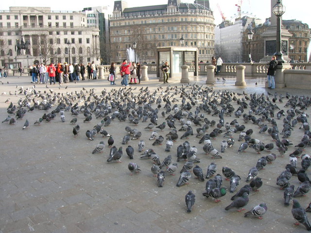 London%2C_Trafalgar_square%2C_pigeons_-_geograph.org.uk_-_1130889.jpg