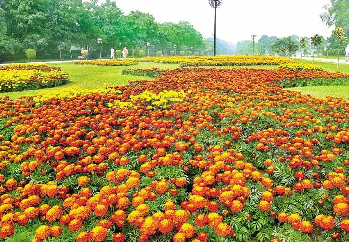 Race-Course-Park-Lahore-beautiful-flowers-view-with-grassy-grounds-on-Spring-Festivals.jpg