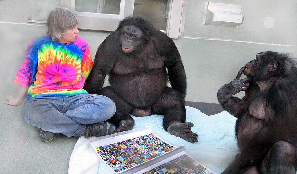 1024px-Bonobos_Kanzi_and_Panbanisha_with_Sue_Savage-Rumbaugh.jpg