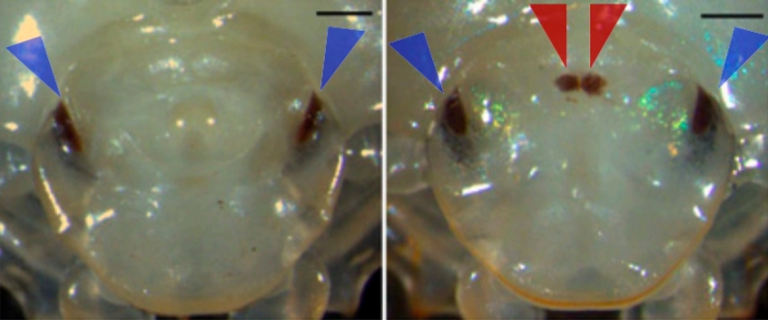 scarab-beetle-third-eye-control-comparison.jpg