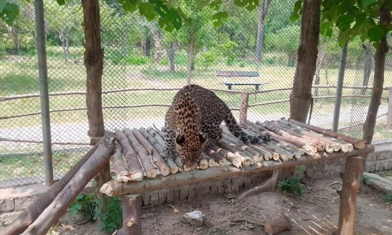 A leopard at the Islamabad Wildlife Rescue and Rehabilitation Centre (IWRRC). — IWRRC