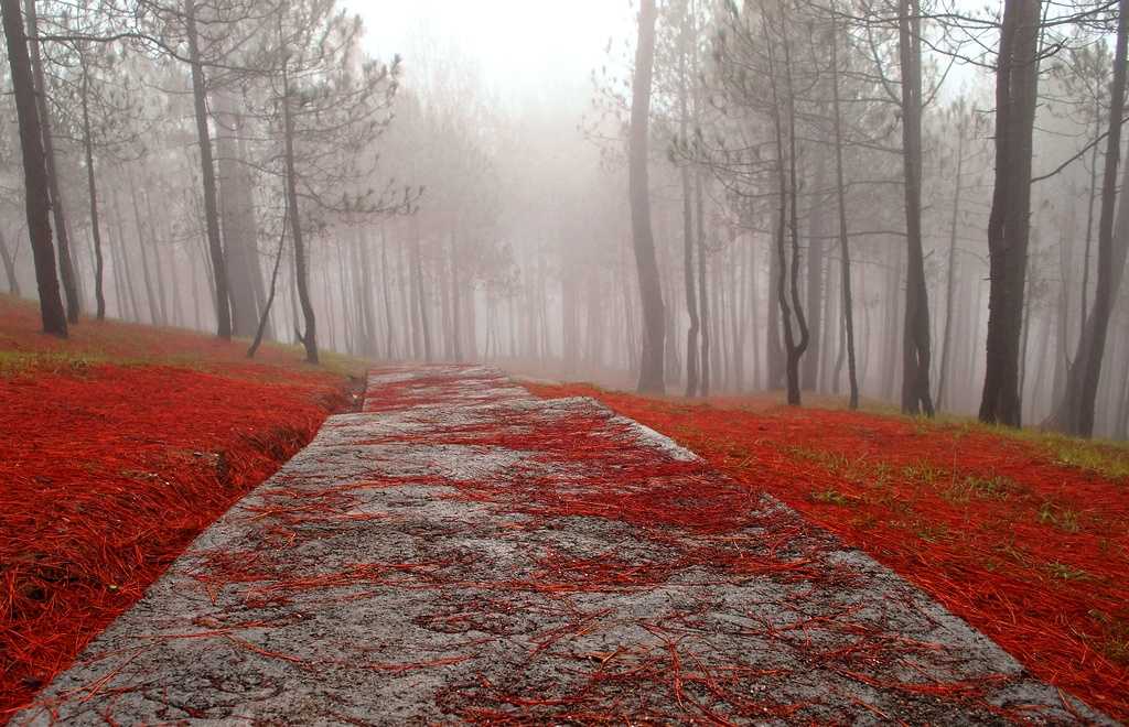 Almora-Uttarakhand.jpg