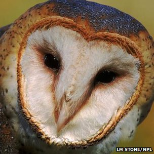 _57929035_barn_owl_lm_stone_npl.jpg