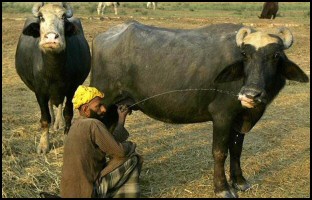 india_cows.jpg