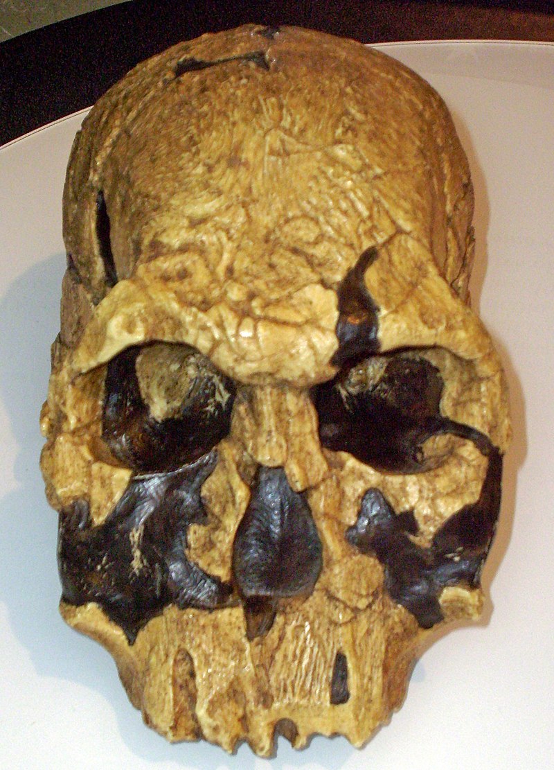 800px-Homo_rudolfensis.jpg