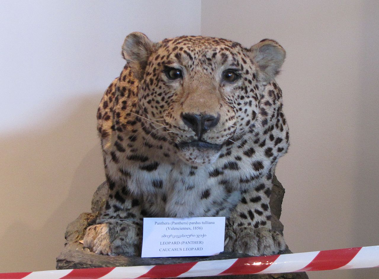 1280px-Caucasus_Leopard_in_Georgian_National_Museum_04.JPG