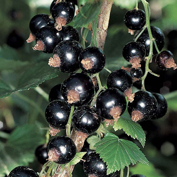 blackcurrant.jpg