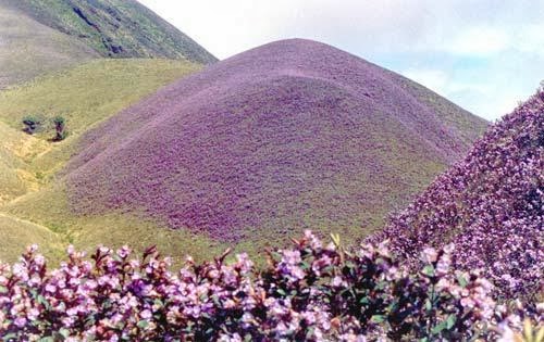 neelakurinji.jpg