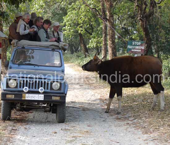 jeep-safari-manas-national-park-b.jpg