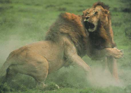 lion_fight.jpg