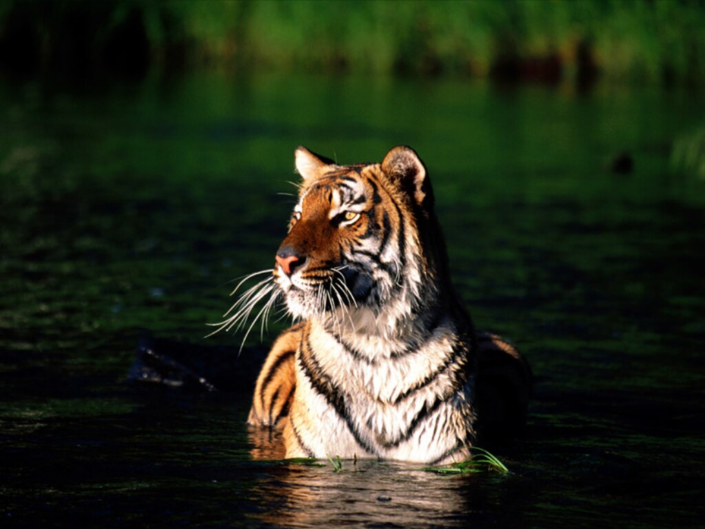 Taking%2Bcrossing%2Briver%2Bin%2Bsundarban.jpg