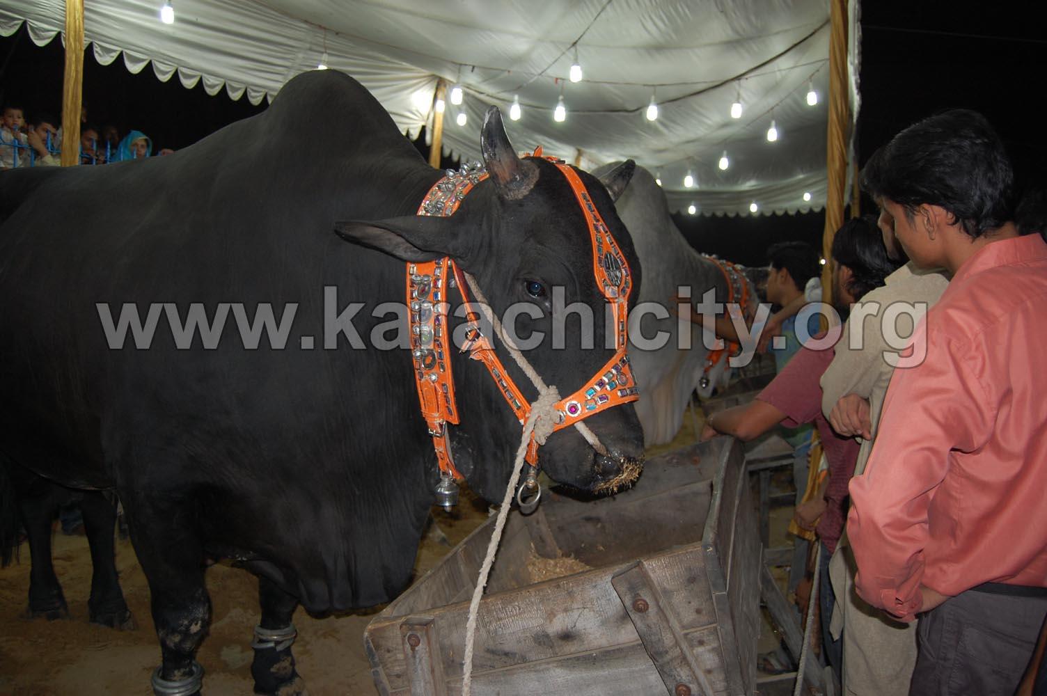 big+cow+in+pakistan.JPG