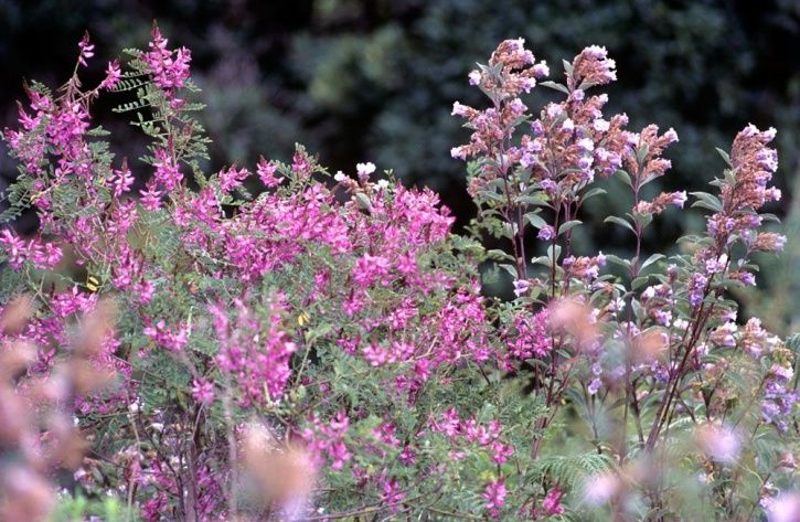 neelakurinji_munnar_1530791053_725x725.jpg