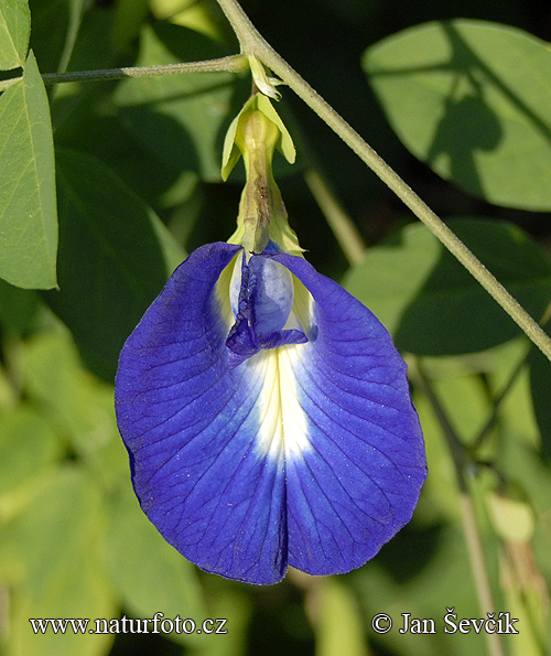 butterfly-pea--Clitoria%20ternatea.jpg