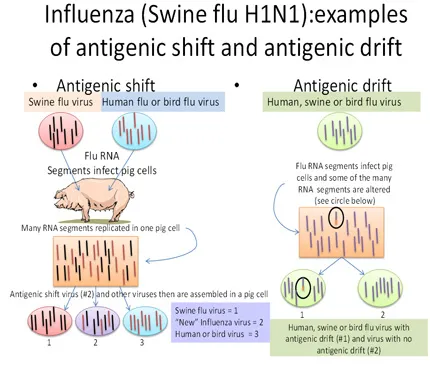 swine_flu_h1_n1.jpg