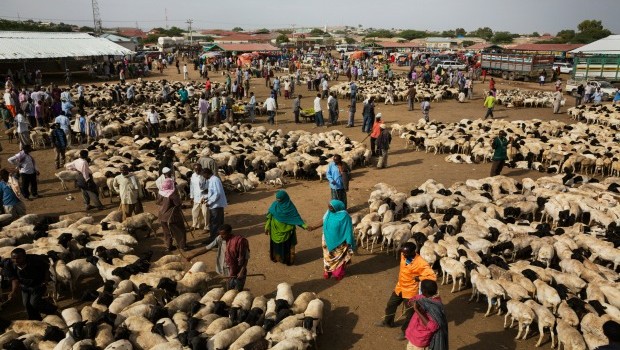 Hargeisa-livestock-market-Somalia-620x350.jpg