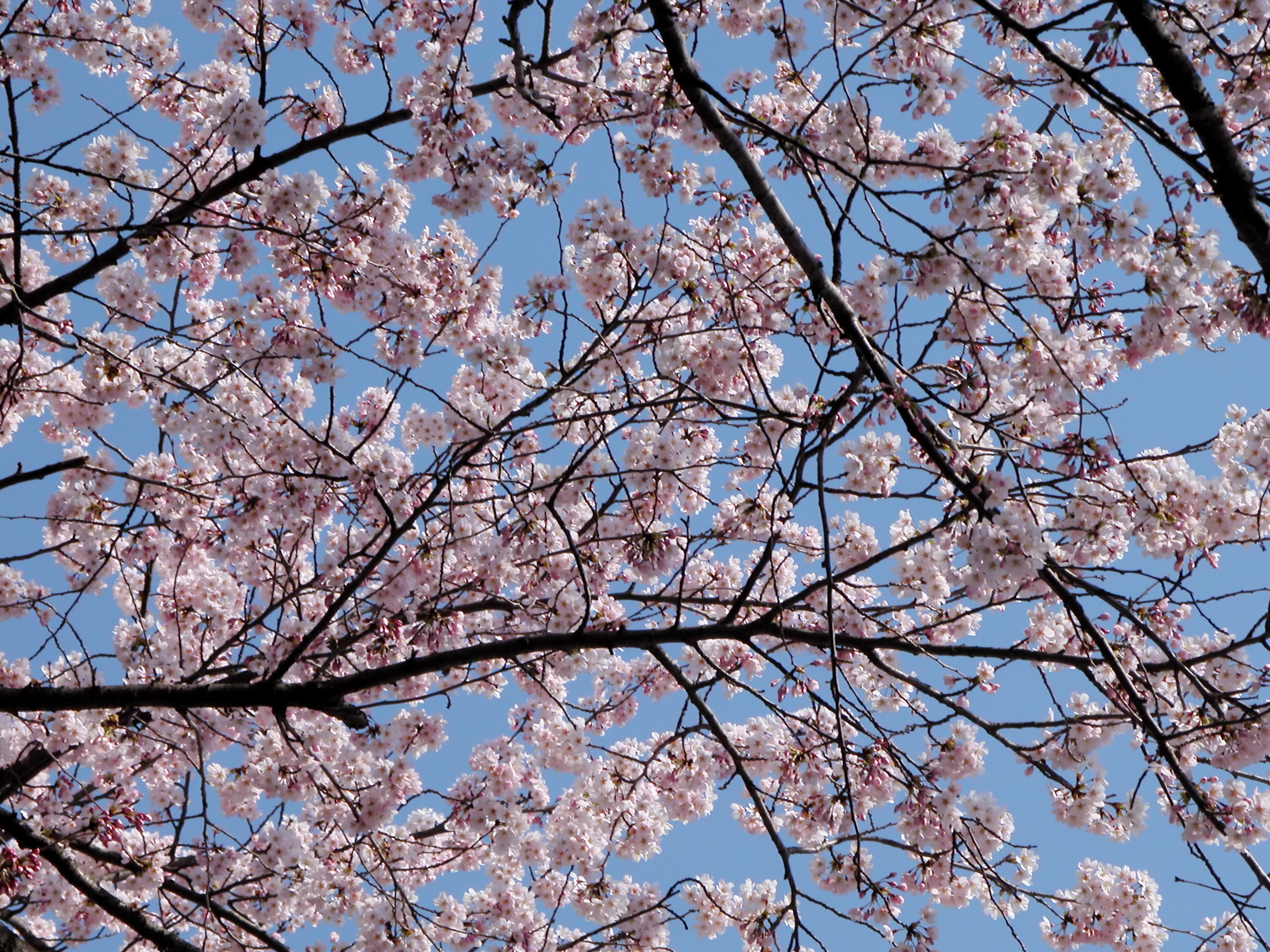 cherry-blossoms-by-radu-razvan-gheorghe-dreamstimefree_84837.jpg