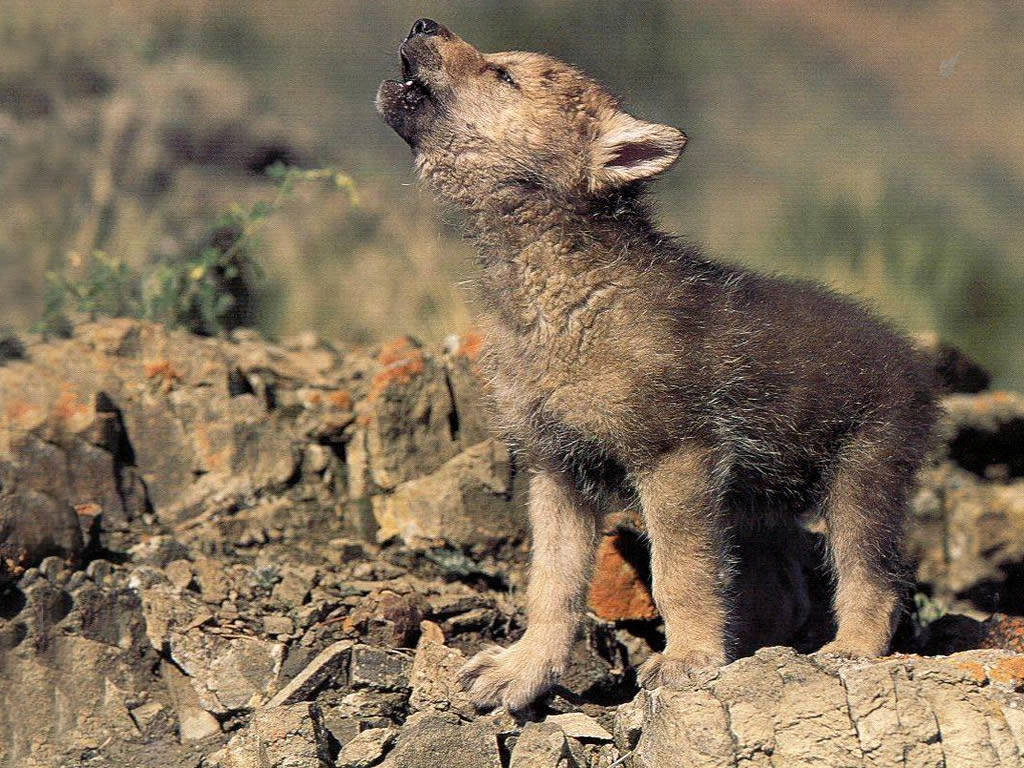 Wolf-cub-howling-animal-cubs-28137453-1024-768.jpg