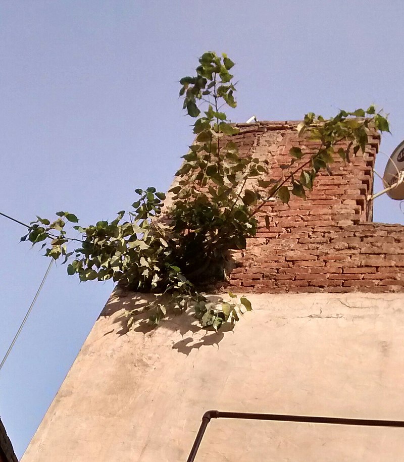 800px-Peepul_Tree_In_Wall.jpg