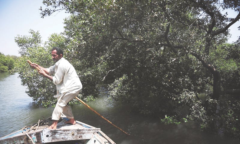 A fisherman manoeuvering his boat along mangrove swamps in Karachi | AFP