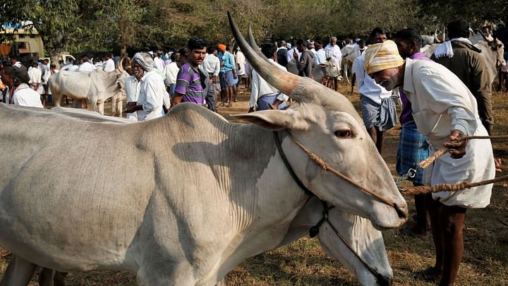 Karnataka’s Anti-Cow Slaughter Law: A Cattle Market Pays the Price