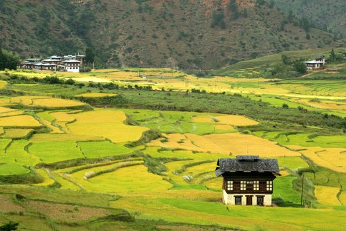 lush-fields-in-bhutan-bhu203.jpg