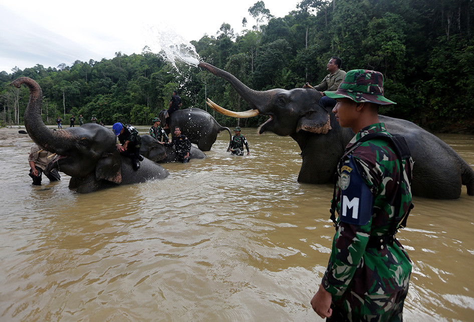 p_1556424522a39-tni-bersama-gajah-operasi-gaktib-hutan-dan-satwa.jpg