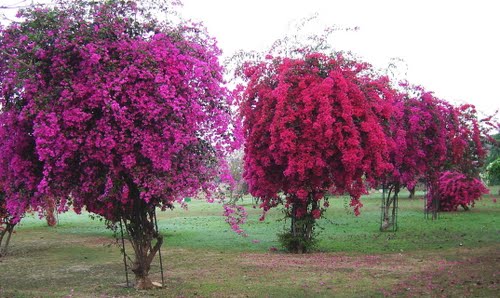 Bougainvillea-Garden-in-Chandigarh11.jpg