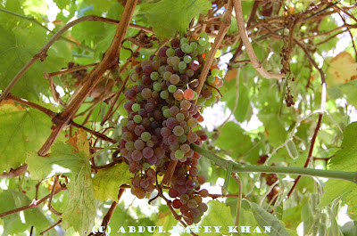 Wild_Grapes.jpg