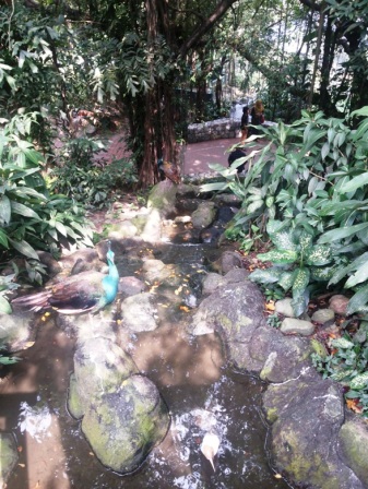 the-kuala-lumpur-bird-park.jpg