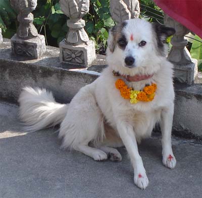 Dog_worship_in_Hinduism.jpg