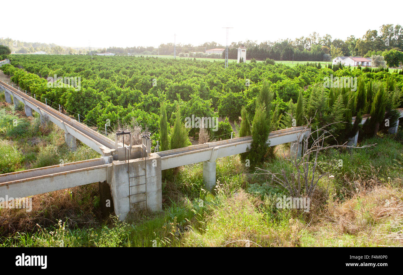 orange-trees-plantation-with-irrigation-canal-at-in-guadiana-meadows-F4M0P0.jpg