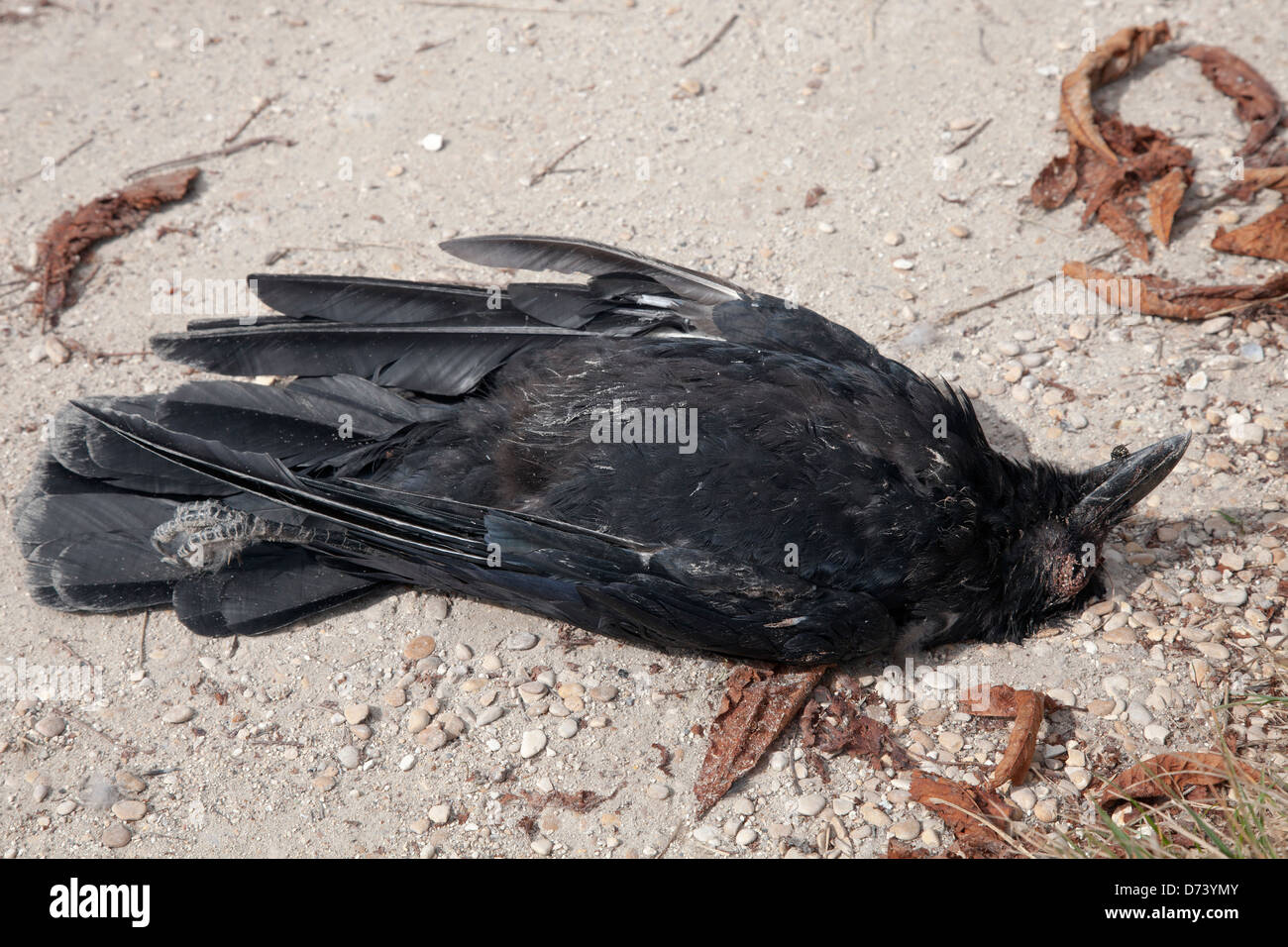 dead-crow-D73YMY.jpg