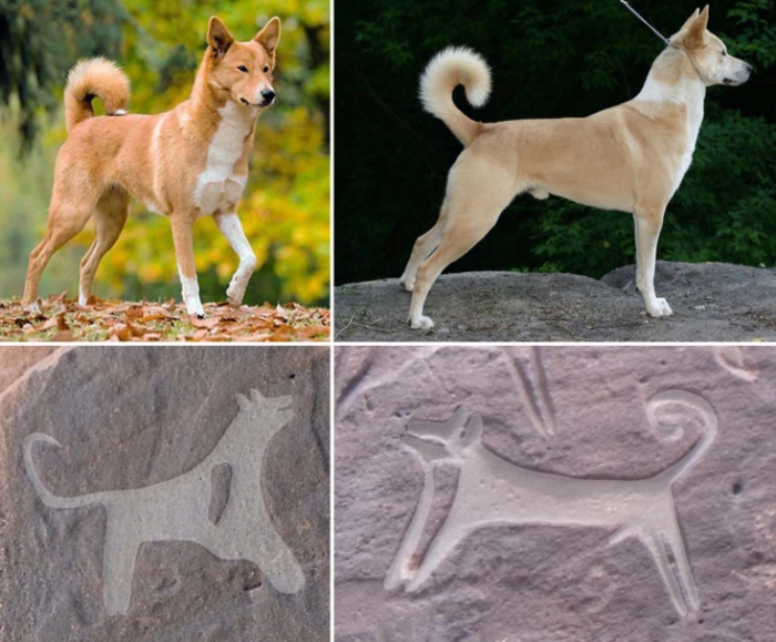 rock-art-dogs-canaan.jpg