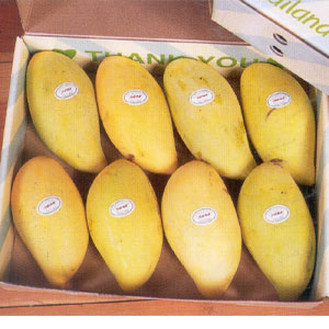 1723685964-Sweet_Fragrant_Sindhri_Mangoes_Direct_From_Our_Farms.jpg