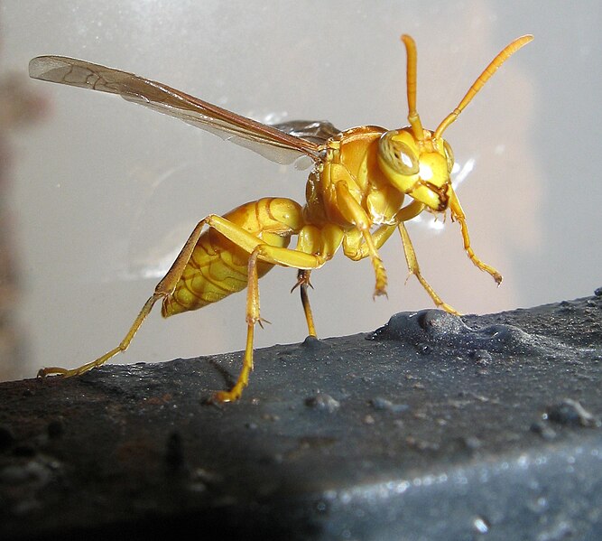 667px-Wasp_Punjab-India.JPG