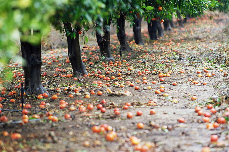 800px-pikiwiki_israel_16417_agriculture_in_israel.jpg