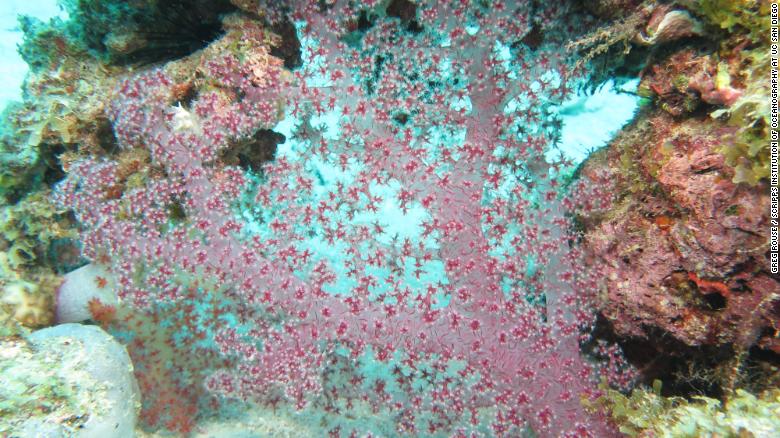180613100205-ime-corals-8620-exlarge-169.jpg