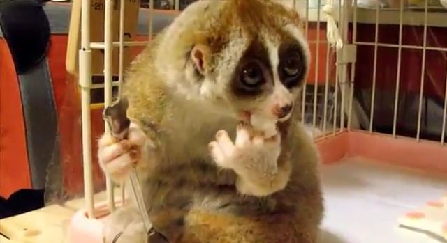 super_cute_slow_loris_is_eating_rice_640_07.jpg