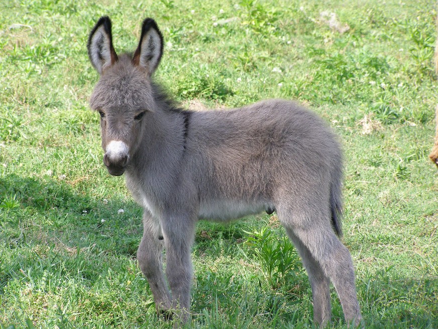 Baby%20Donkey%20019small.JPG